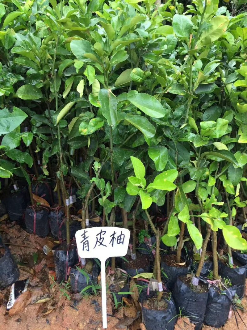 柚子苗青皮红心柚子苗正品