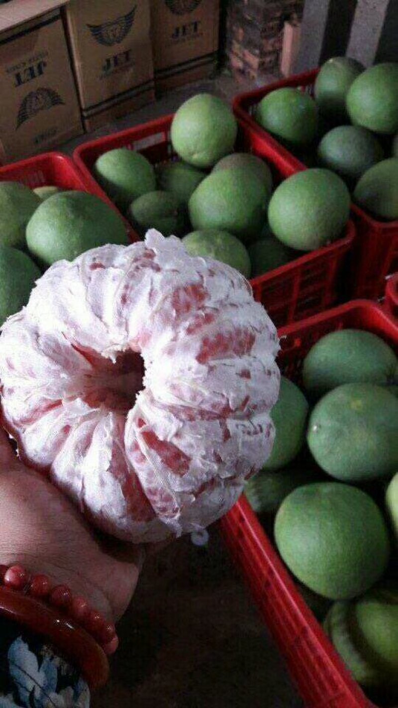 柚子苗青皮红心柚子苗正品