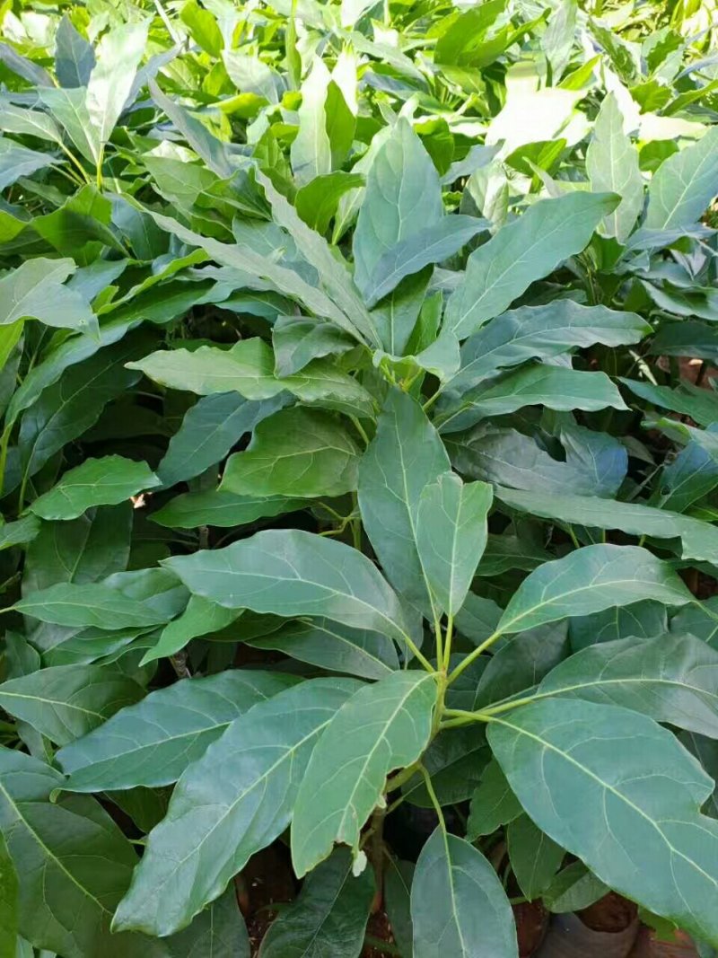 牛油果苗哈斯牛油果苗