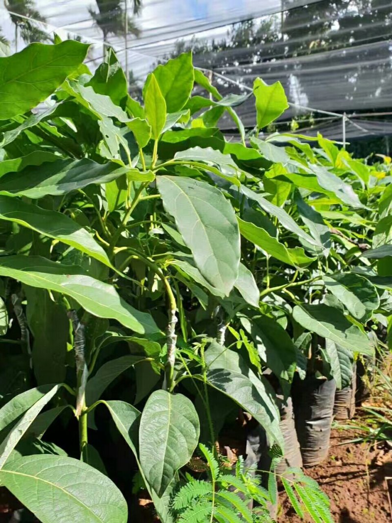 牛油果苗哈斯牛油果苗