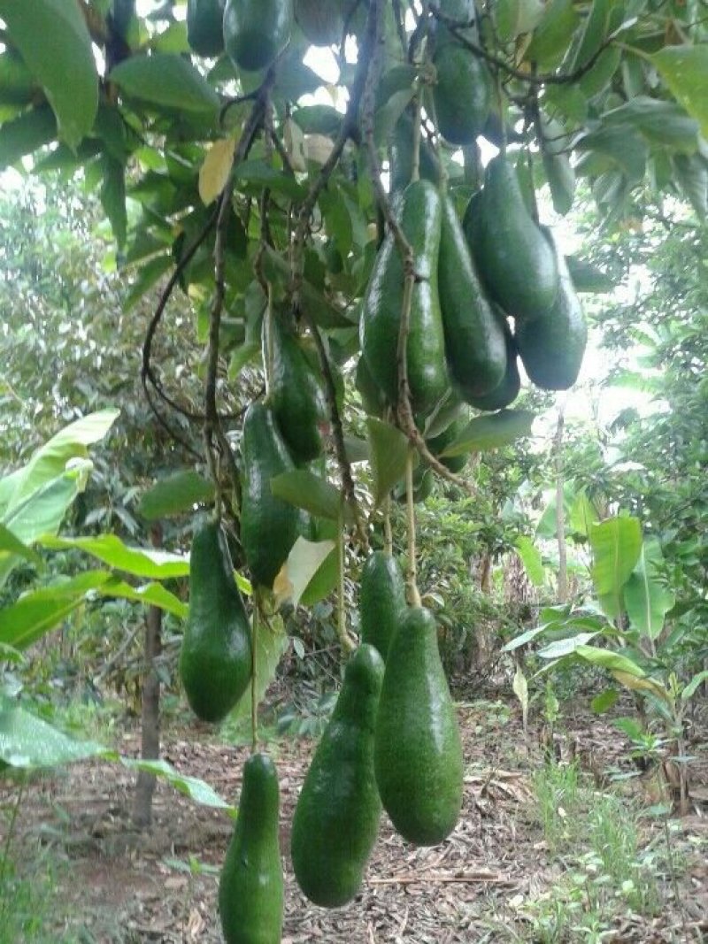 牛油果苗哈斯牛油果苗