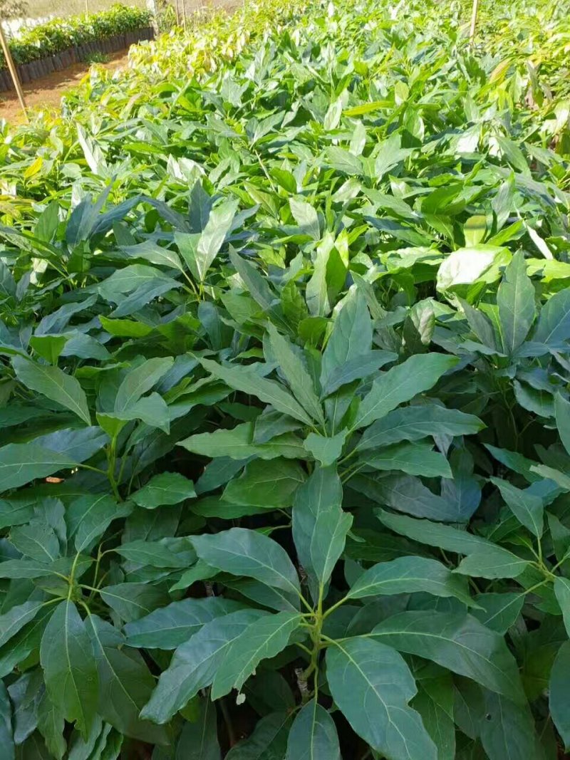 牛油果苗哈斯牛油果苗
