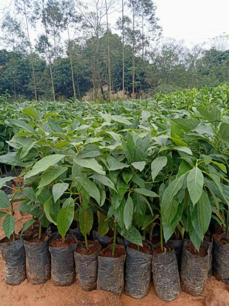 牛油果苗哈斯牛油果苗
