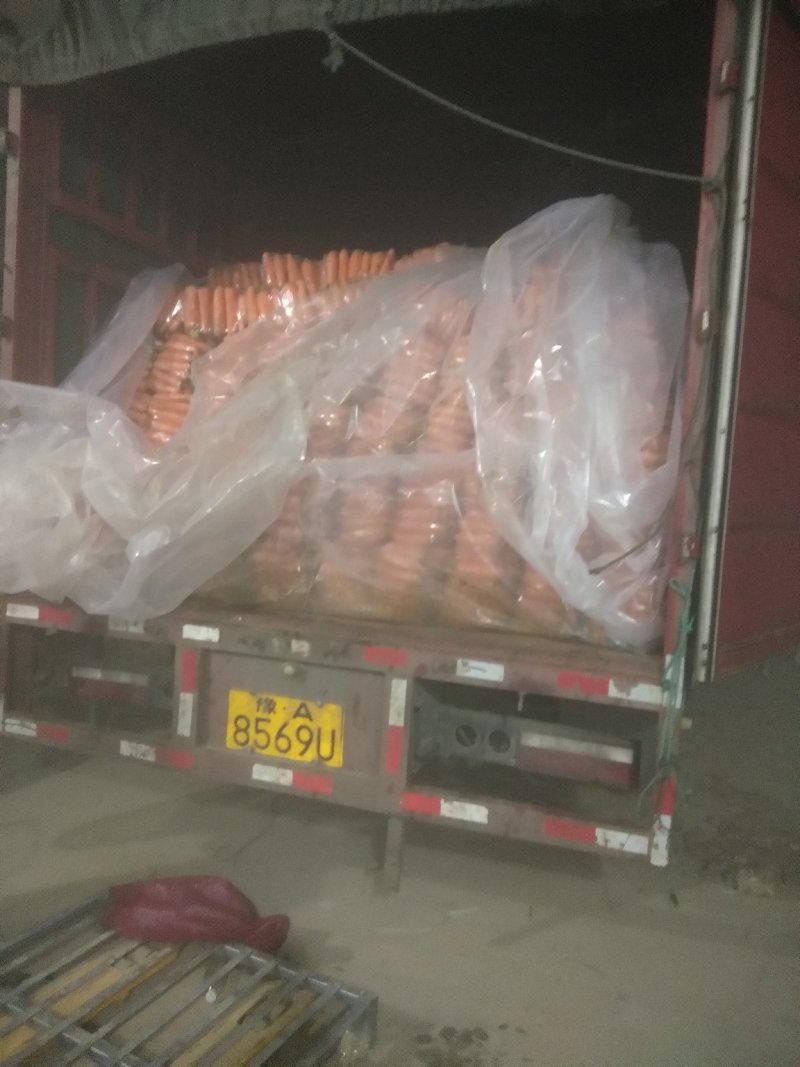 精品红萝卜，产地直销！500亩基地红萝卜一手货源