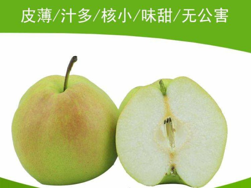 玉露香梨树苗品种全欢迎咨询基地直销