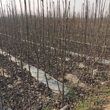 玉露香梨树苗品种全欢迎咨询基地直销