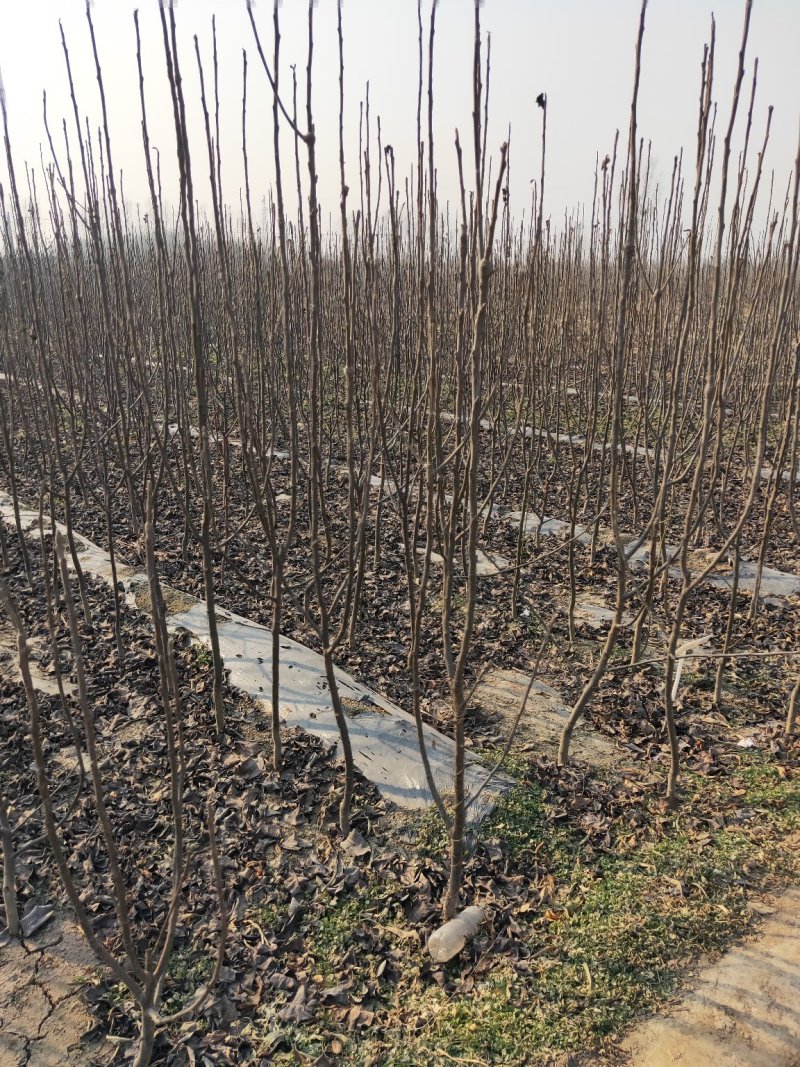 玉露香梨树苗品种全欢迎咨询基地直销