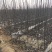 玉露香梨树苗品种全欢迎咨询基地直销