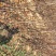 玉露香梨树苗品种全欢迎咨询基地直销