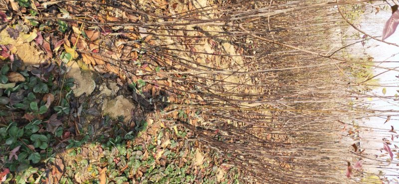 玉露香梨树苗品种全欢迎咨询基地直销