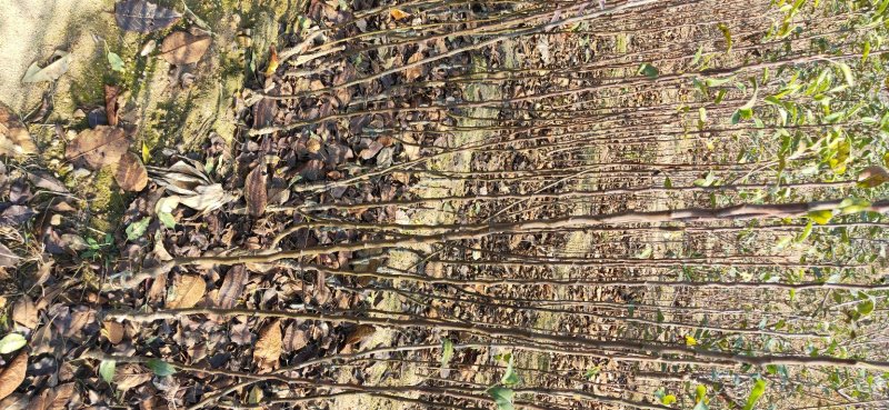 玉露香梨树苗品种全欢迎咨询基地直销