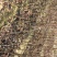 玉露香梨树苗品种全欢迎咨询基地直销