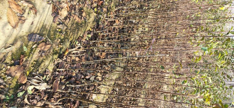 玉露香梨树苗品种全欢迎咨询基地直销