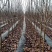 玉露香梨树苗品种全欢迎咨询基地直销