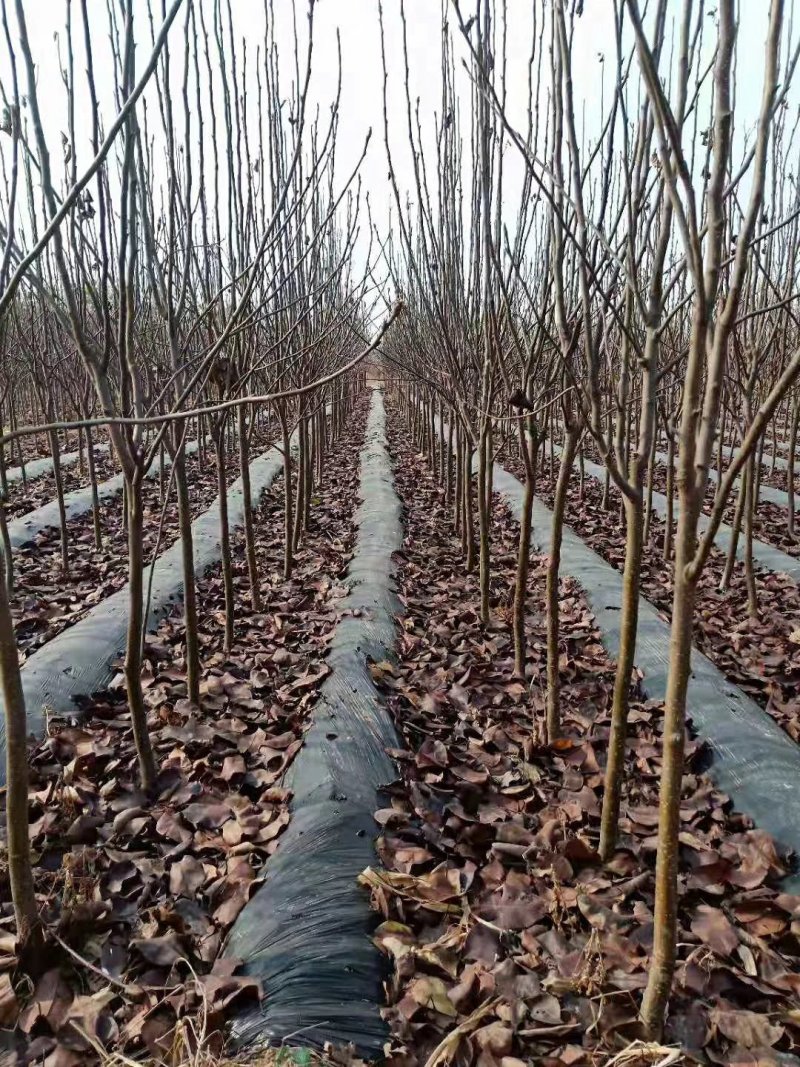 新梨7号梨树苗全红梨早酥红梨基地