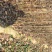 新梨7号梨树苗全红梨早酥红梨基地