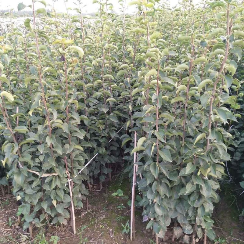 秋月梨树苗全红梨酥脆一号基地直销
