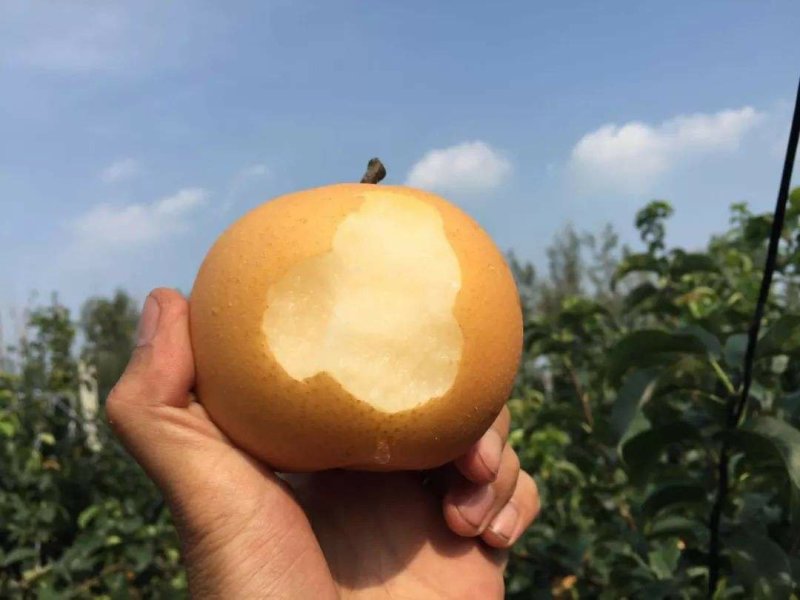 秋月梨树苗全红梨酥脆一号基地直销