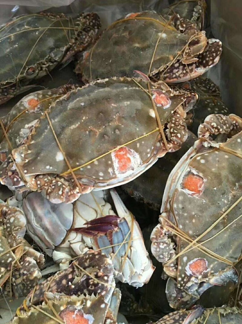 红膏蟹