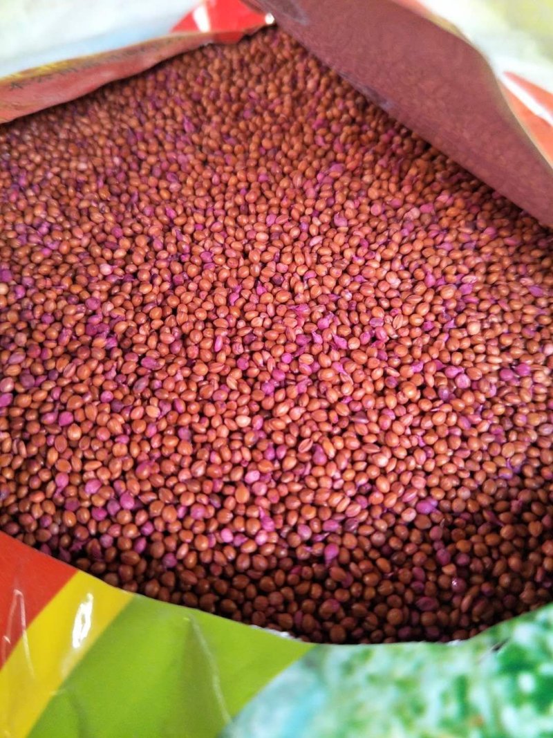 谷子过风过筛净粮，质量等几分明以至润价