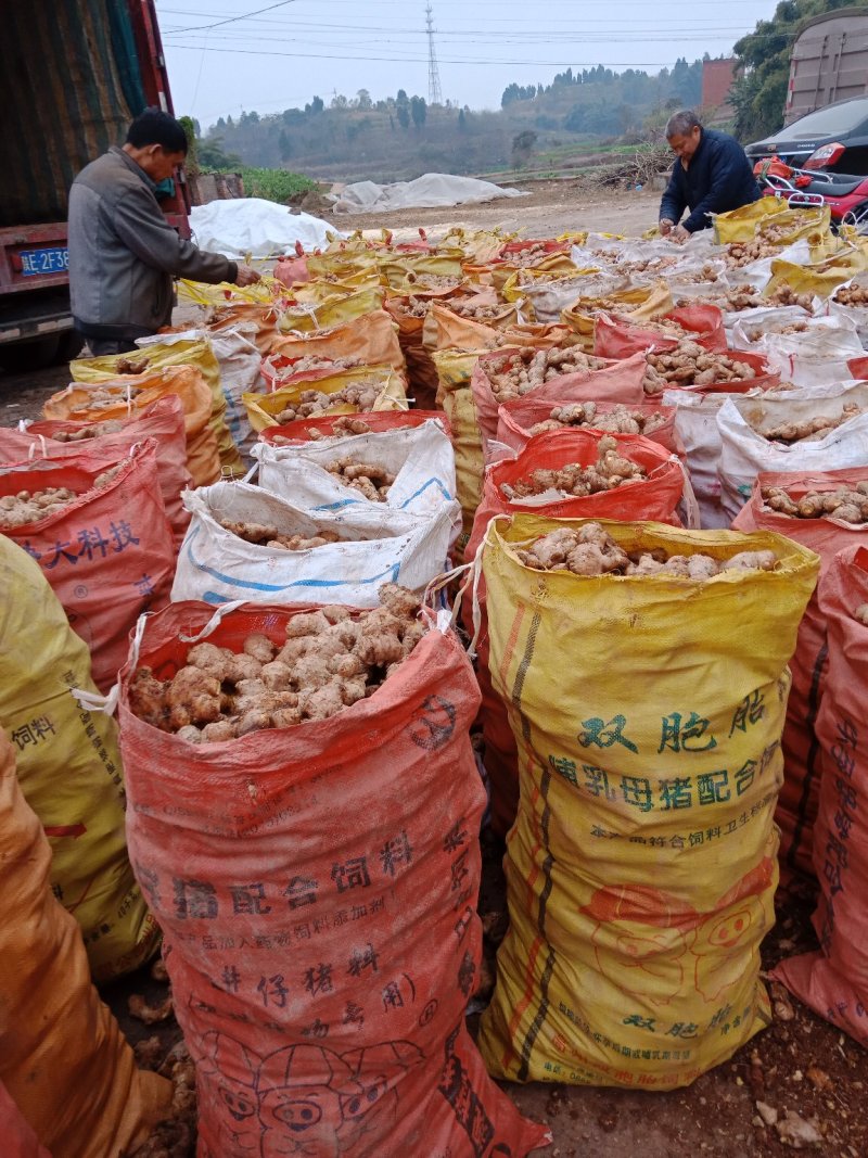 四川生姜大量上市一手货源产地直销货源充足