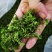 野生酸枣芽茶礼盒，手工茶代理