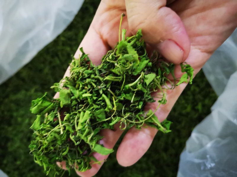 野生酸枣芽茶礼盒，手工茶代理