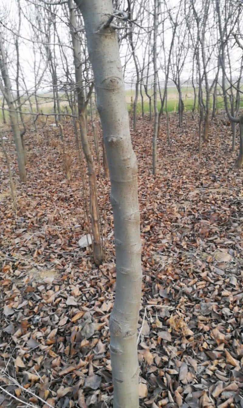 木瓜树