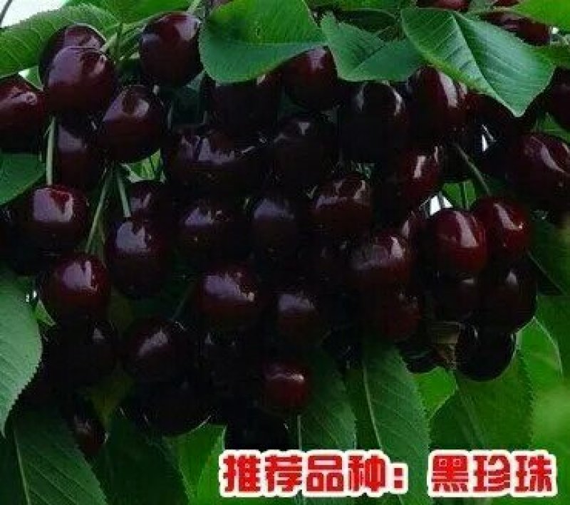 樱桃树