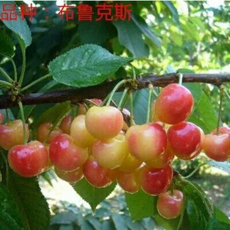 樱桃树