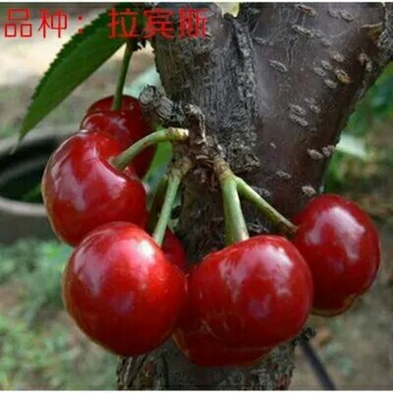 樱桃树