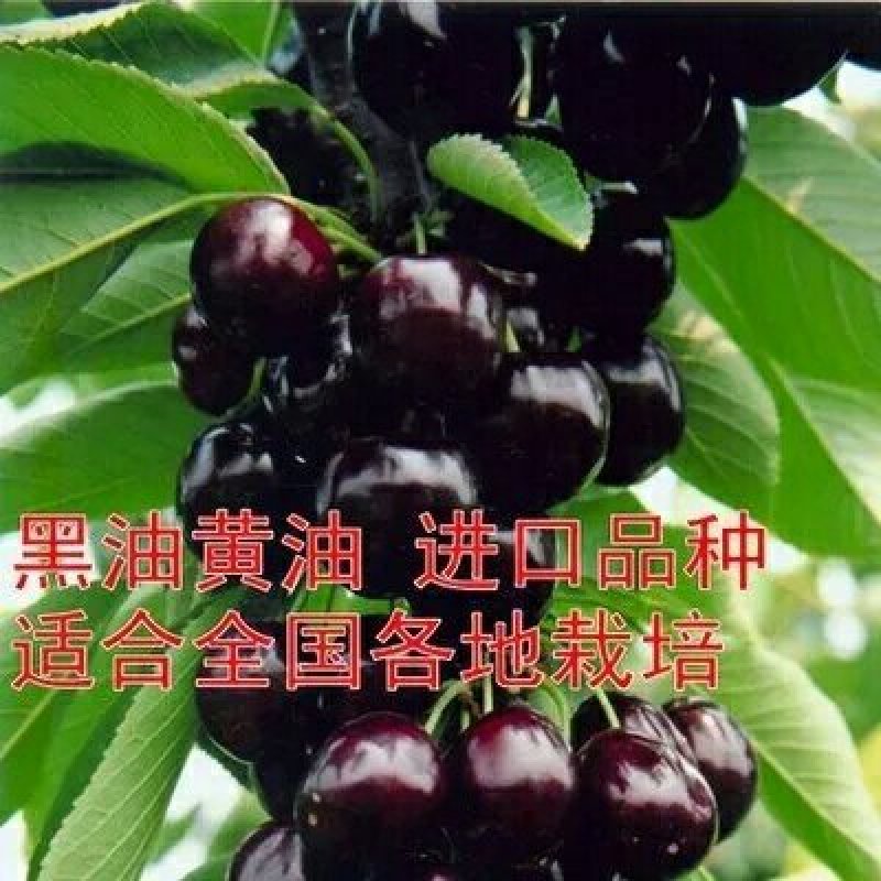 樱桃树