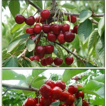 樱桃树