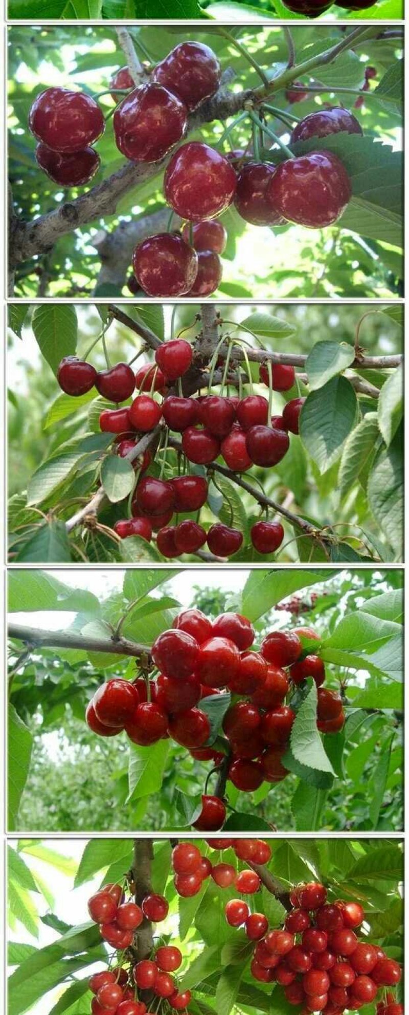 樱桃树