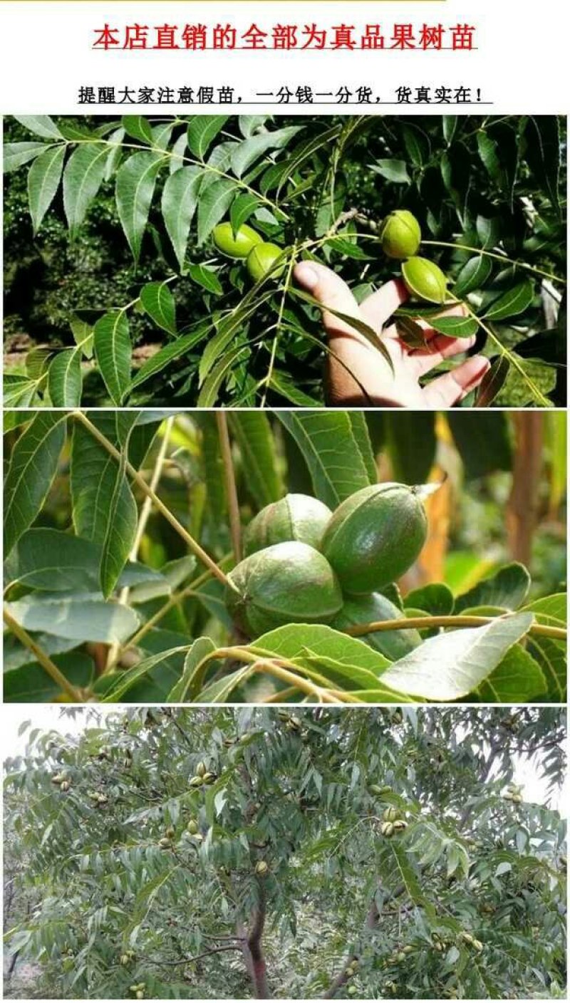 核桃苗