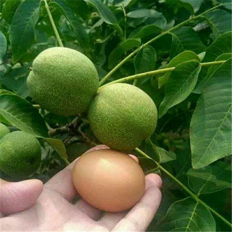 核桃苗