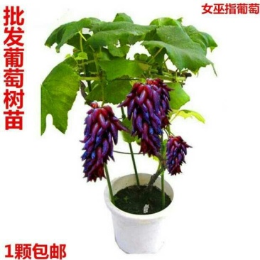 葡萄树苗