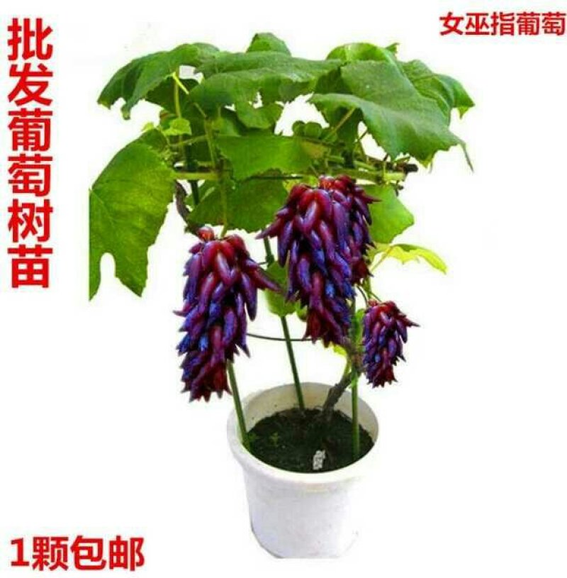 葡萄树苗