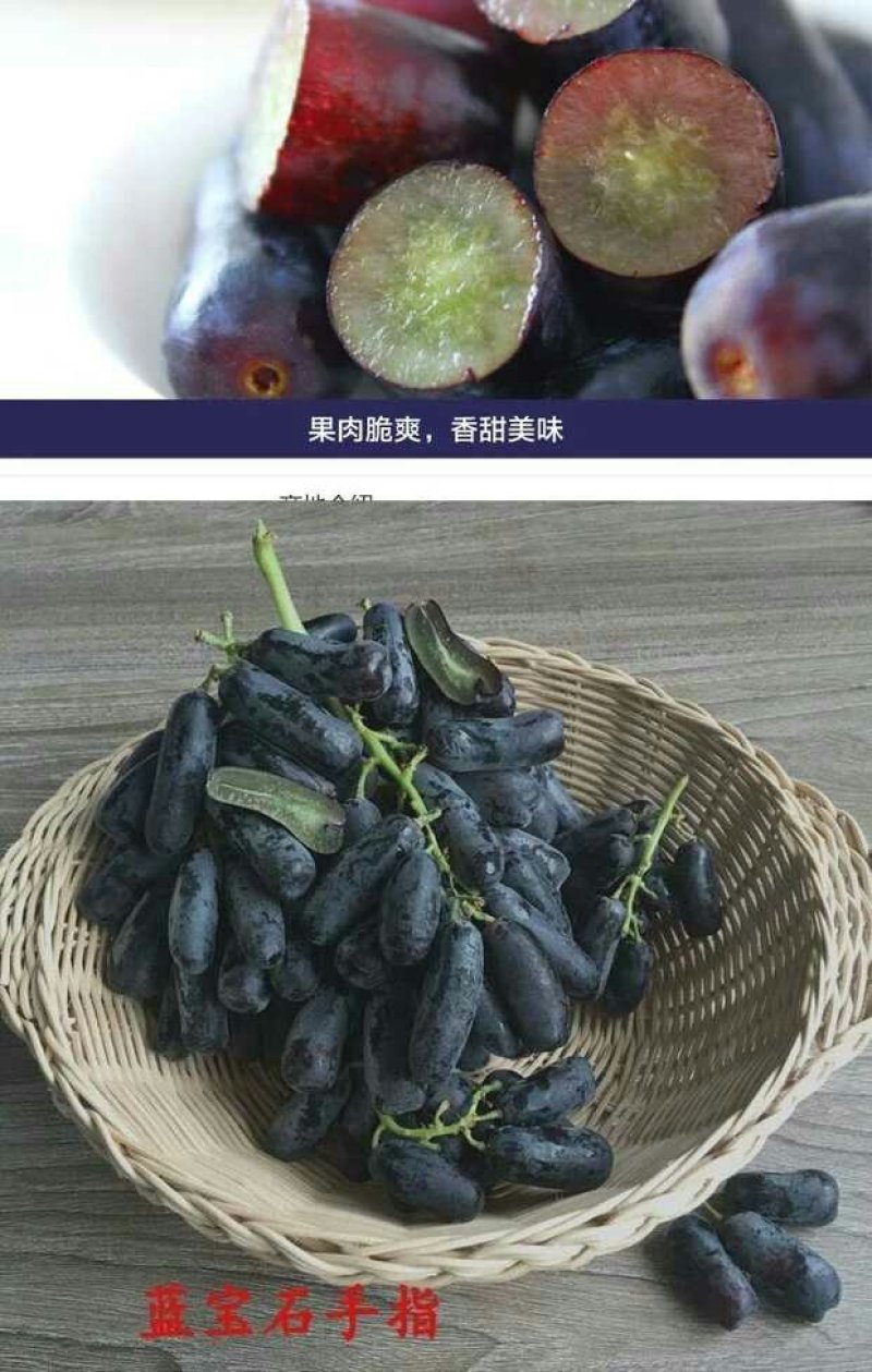 葡萄树苗