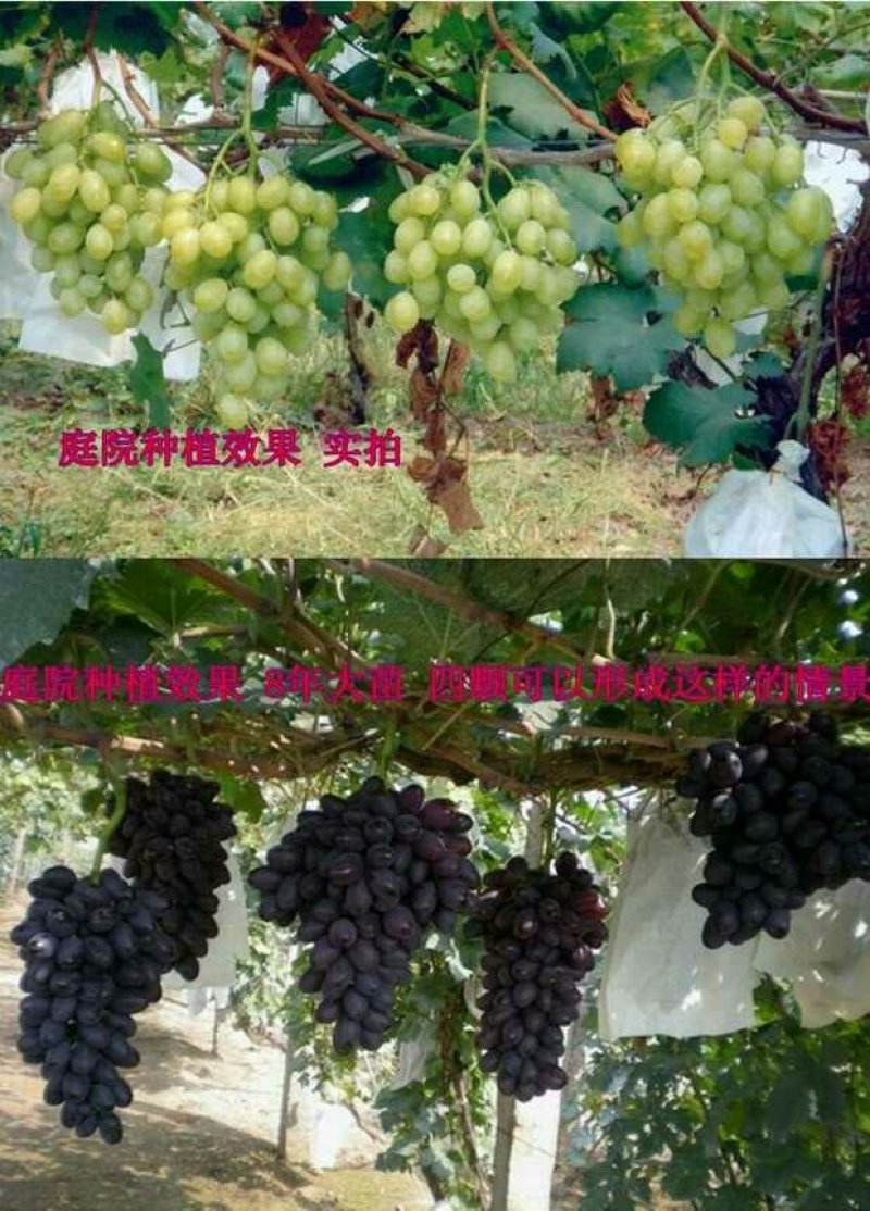 葡萄树苗