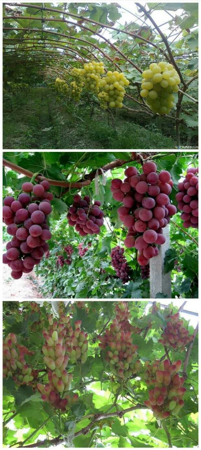 葡萄树苗