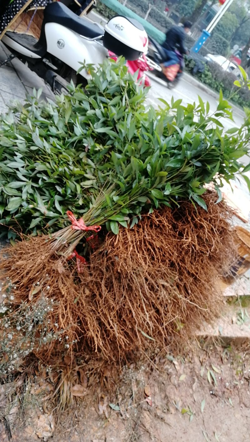 供应金丝楠木小苗，小叶桢楠苗10-100公分高，量大价优