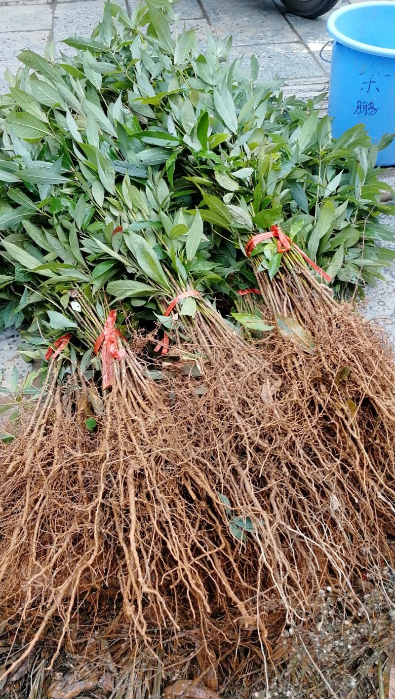 供应金丝楠木小苗，小叶桢楠苗10-100公分高，量大价优