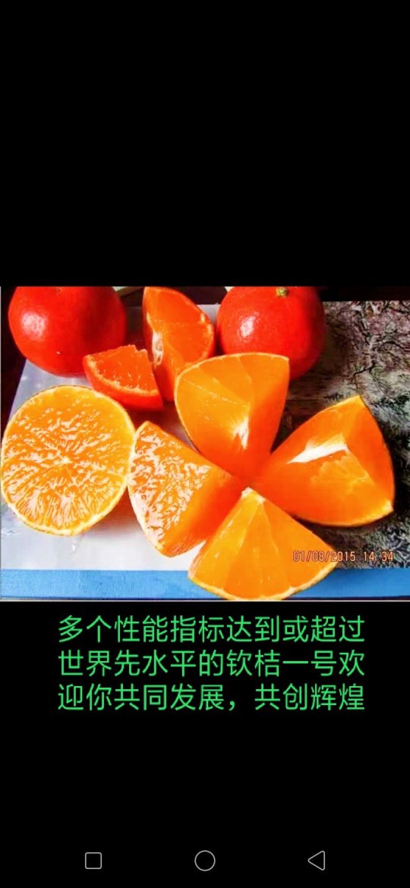 柑桔苗钦桔一号新品种保护品种唯我授权推广他人销售为假冒侵