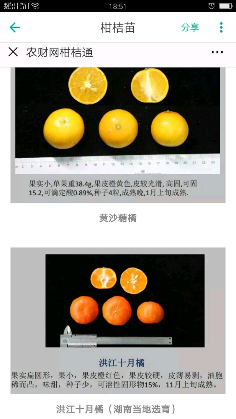 柑桔苗钦桔一号新品种保护品种唯我授权推广他人销售为假冒侵