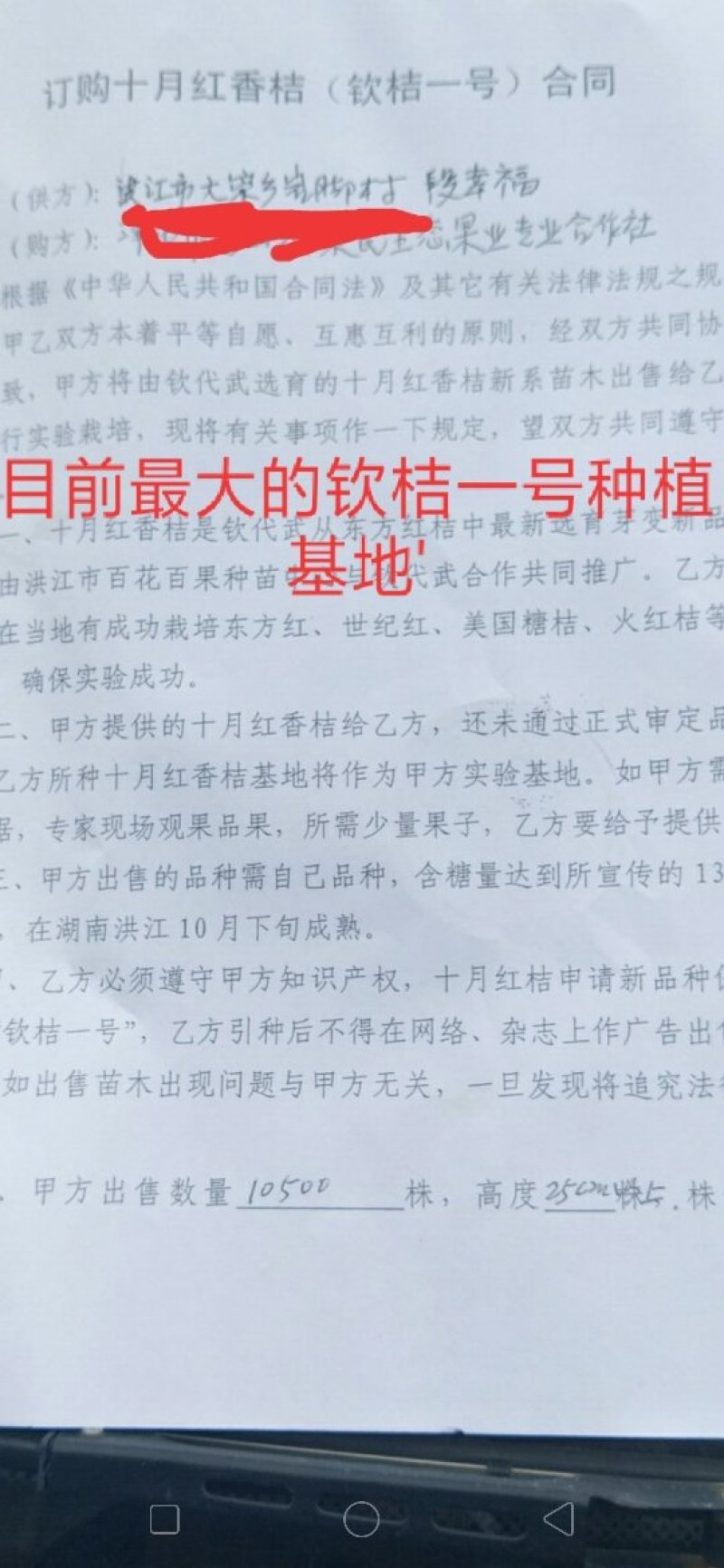 柑桔苗钦桔一号新品种保护品种唯我授权推广他人销售为假冒侵
