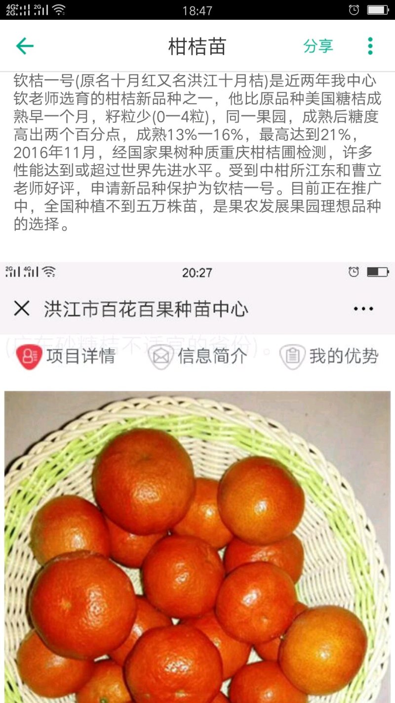 柑桔苗钦桔一号新品种保护品种唯我授权推广他人销售为假冒侵