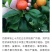 柑桔苗钦桔一号新品种保护品种唯我授权推广他人销售为假冒侵