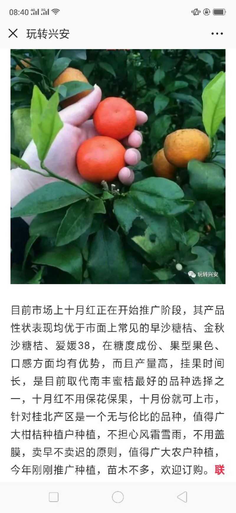 柑桔苗钦桔一号新品种保护品种唯我授权推广他人销售为假冒侵