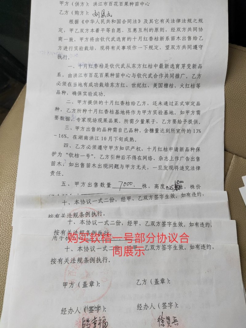 柑桔苗钦桔一号新品种保护品种唯我授权推广他人销售为假冒侵